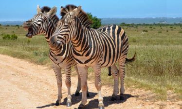 South Africa